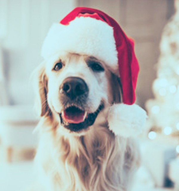 O que seu cachorro pode ou não comer na ceia de Natal
