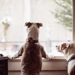 Bruno Eduardo, tutor da Bisteca e Veveta