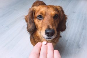 10 mitos no cuidado com pets