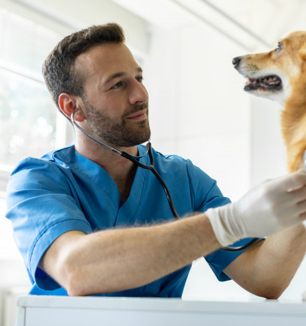 Principais Sintomas de Doença Cardíaca em Cães